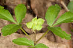 Dwarf ginseng